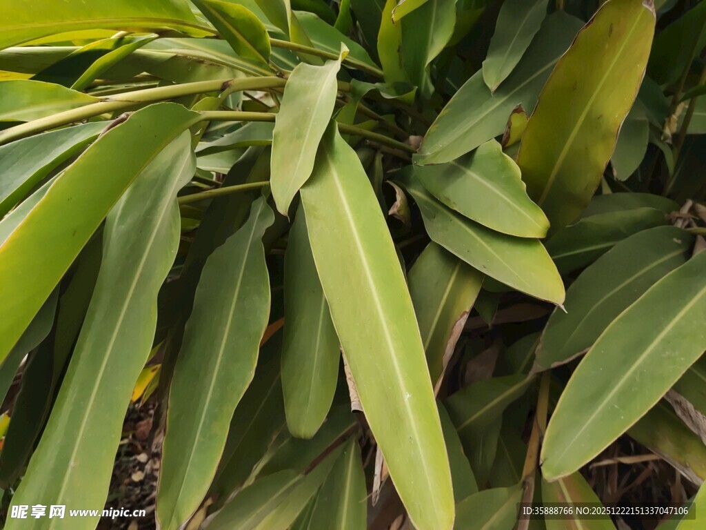 翠绿舒展的植物叶片