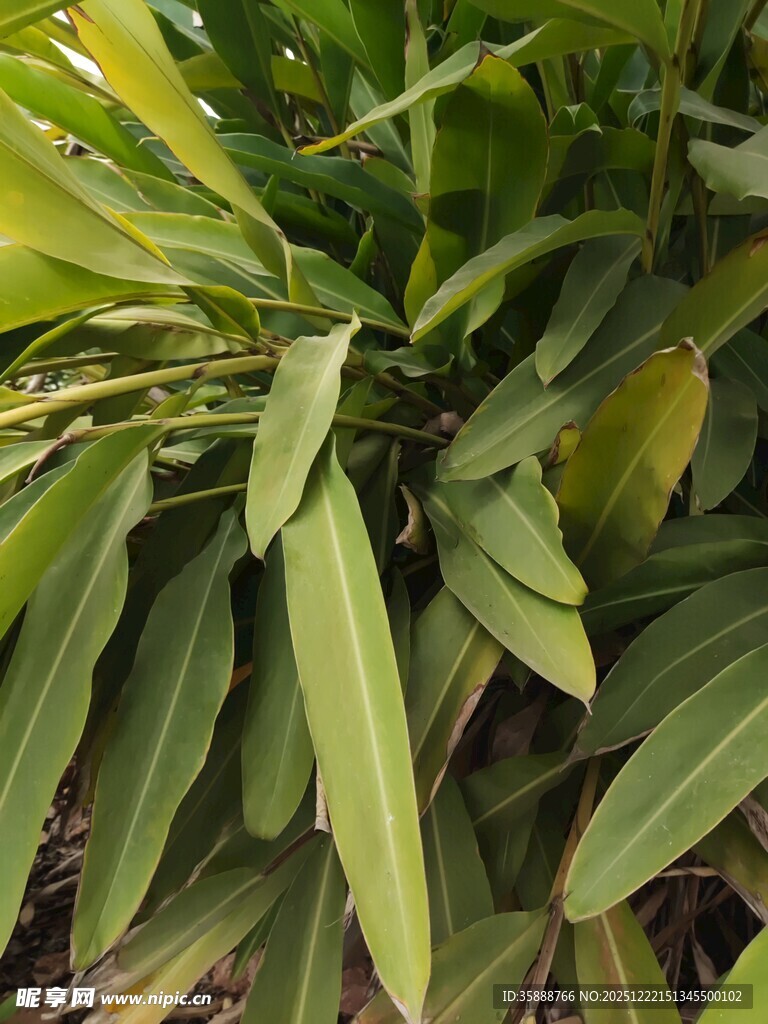 翠绿舒展的植物叶片