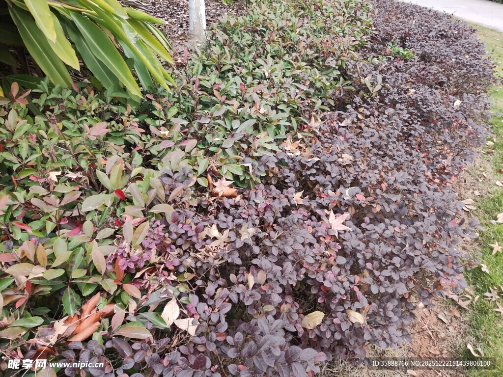 地面多彩植物景观