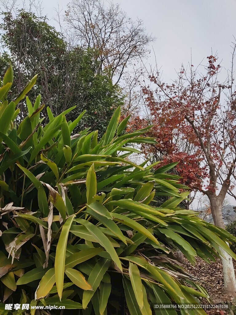 绿叶红树相映成趣