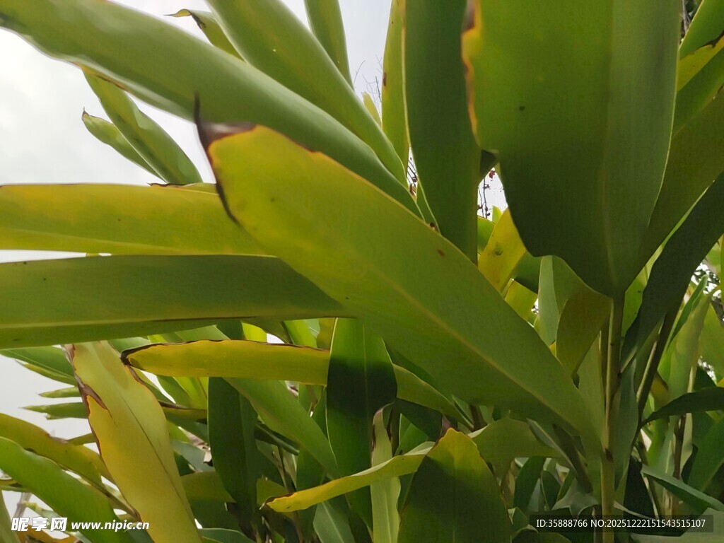翠绿繁茂的热带植物叶片