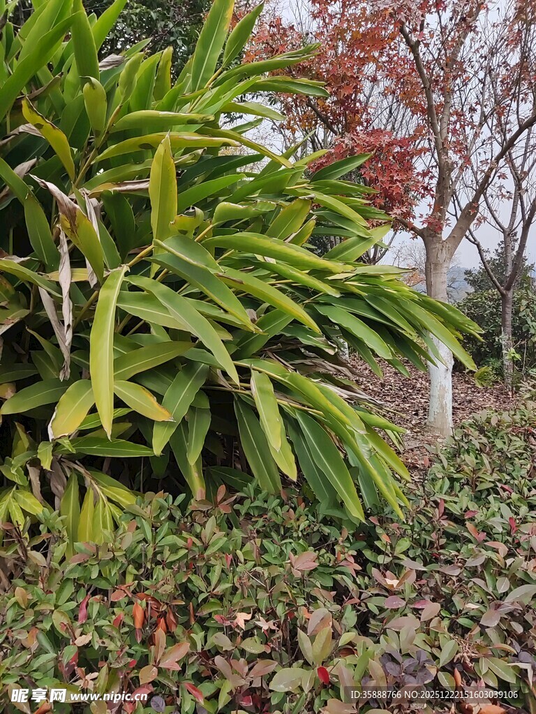 户外多彩植物景观