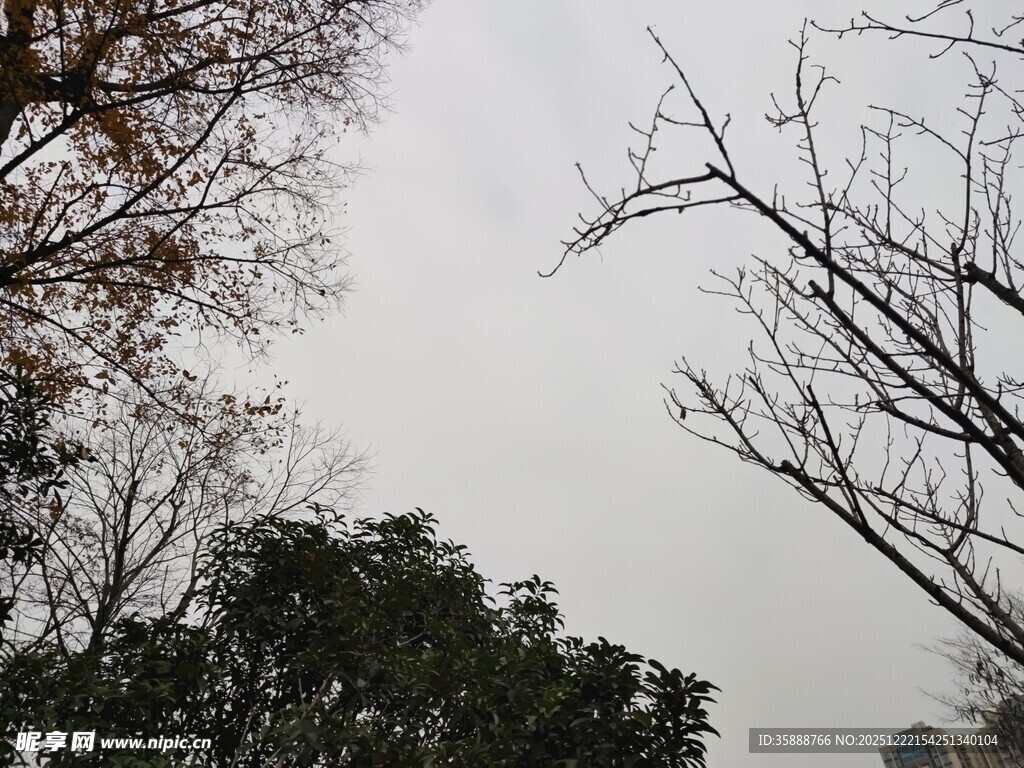 冬日树梢与朦胧天空