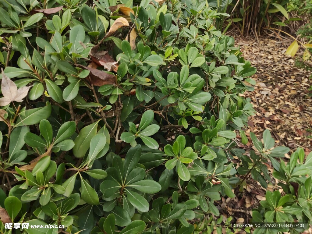 绿叶繁茂的低矮植物