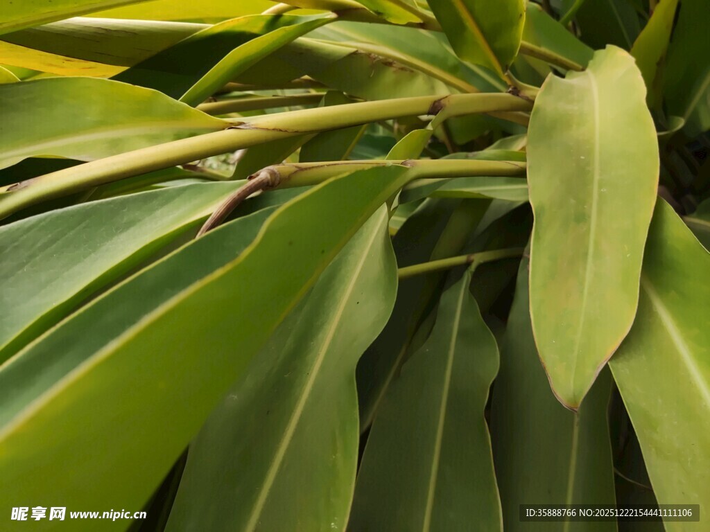 翠绿舒展的植物叶片
