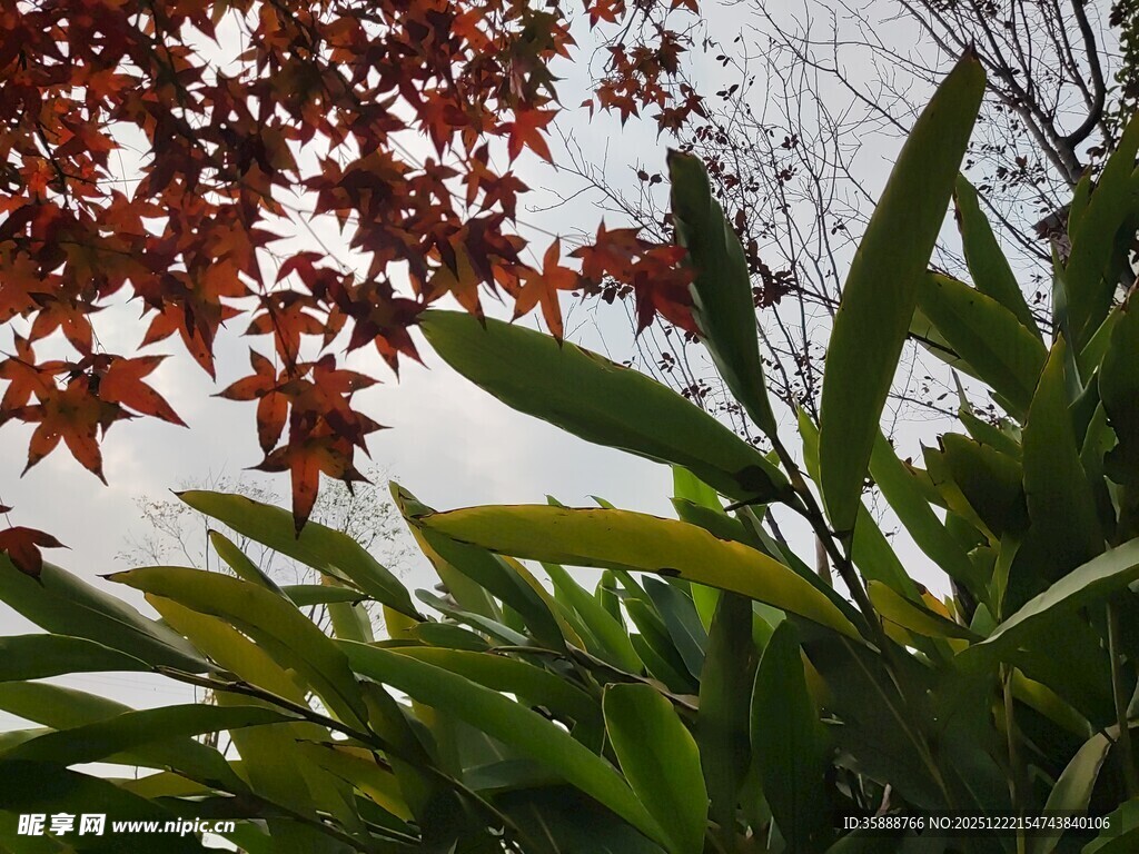 红叶绿叶相映成趣