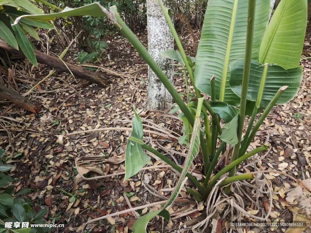 香蕉幼苗生长于土地间