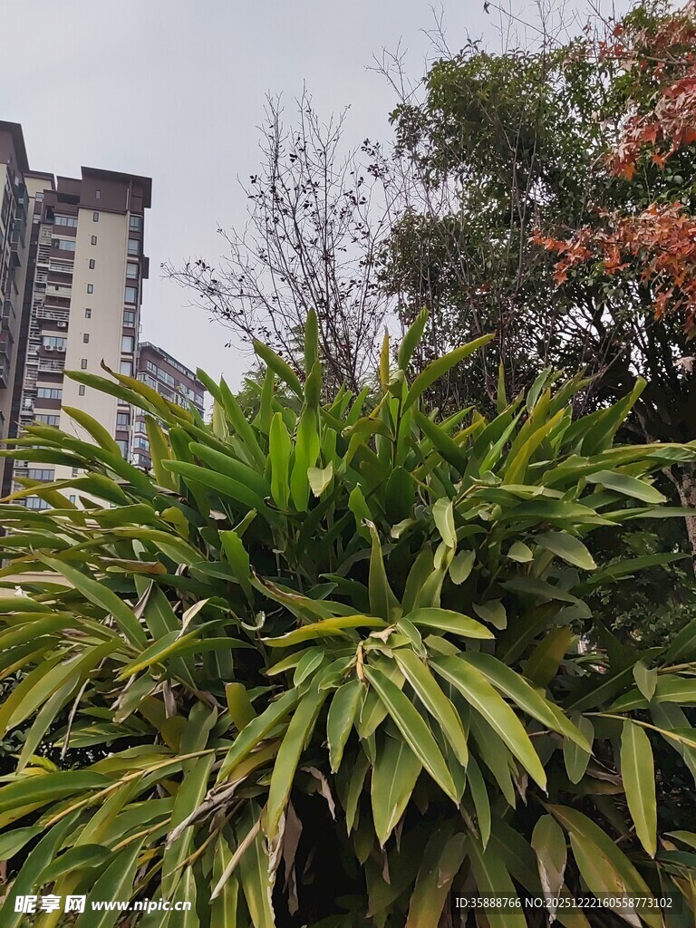 城市中葱郁的绿色植物