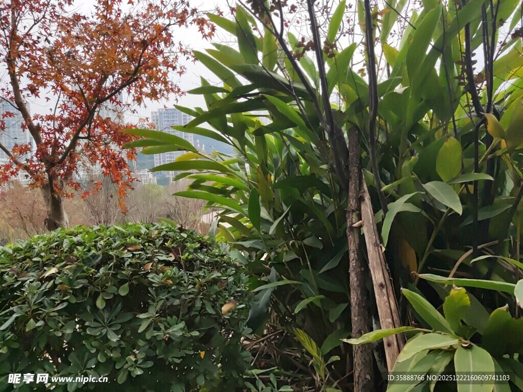 秋日园林植物景观