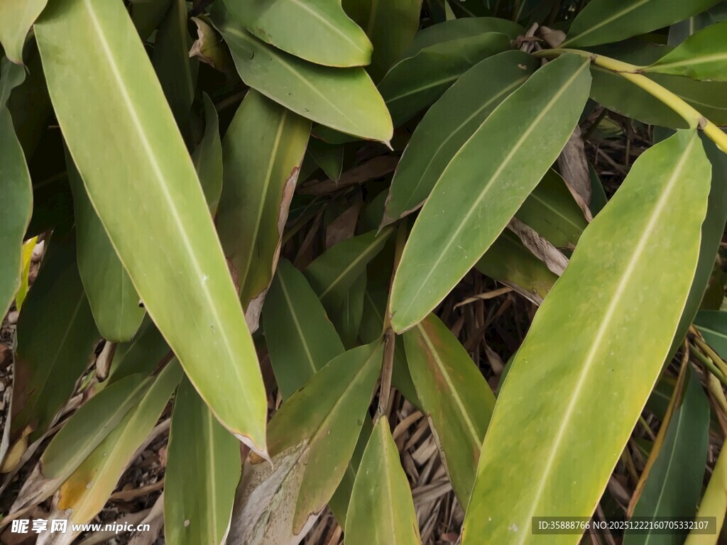 翠绿修长叶片植物特写