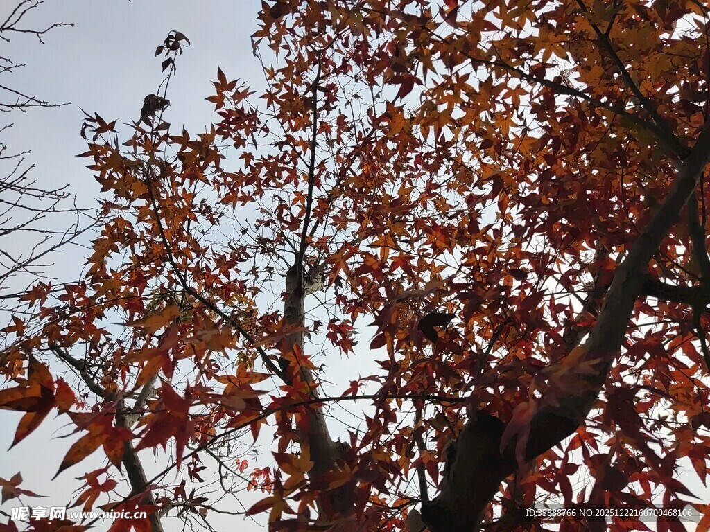 秋日红枫树枝特写