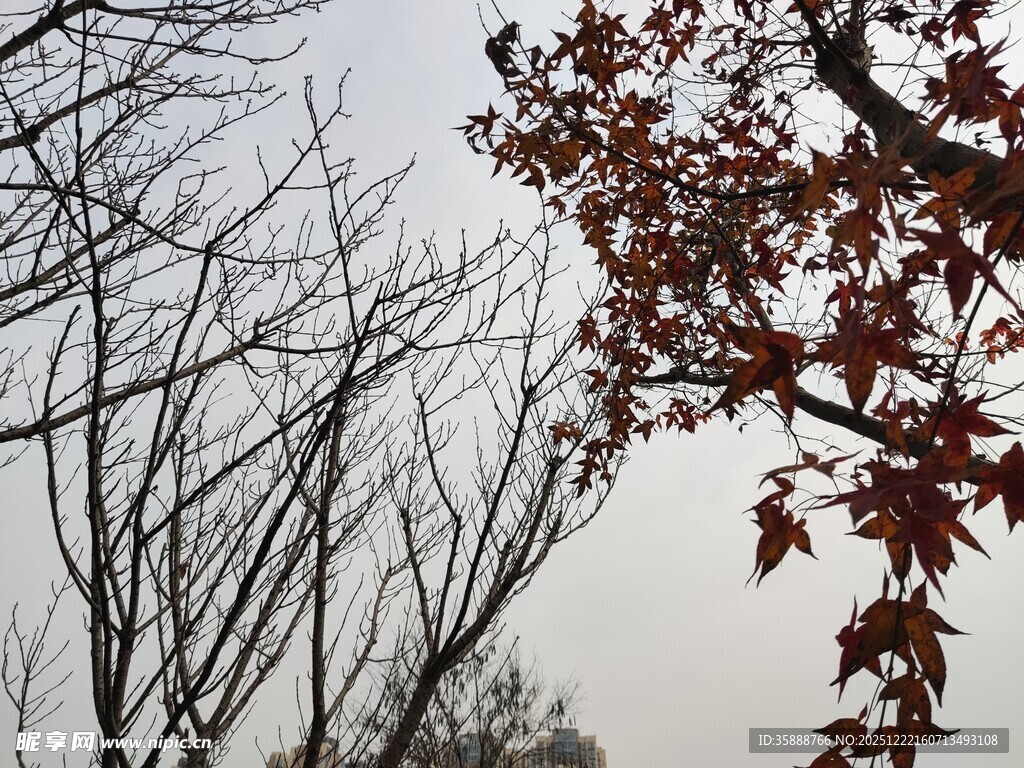 秋日枝头红叶与枯树