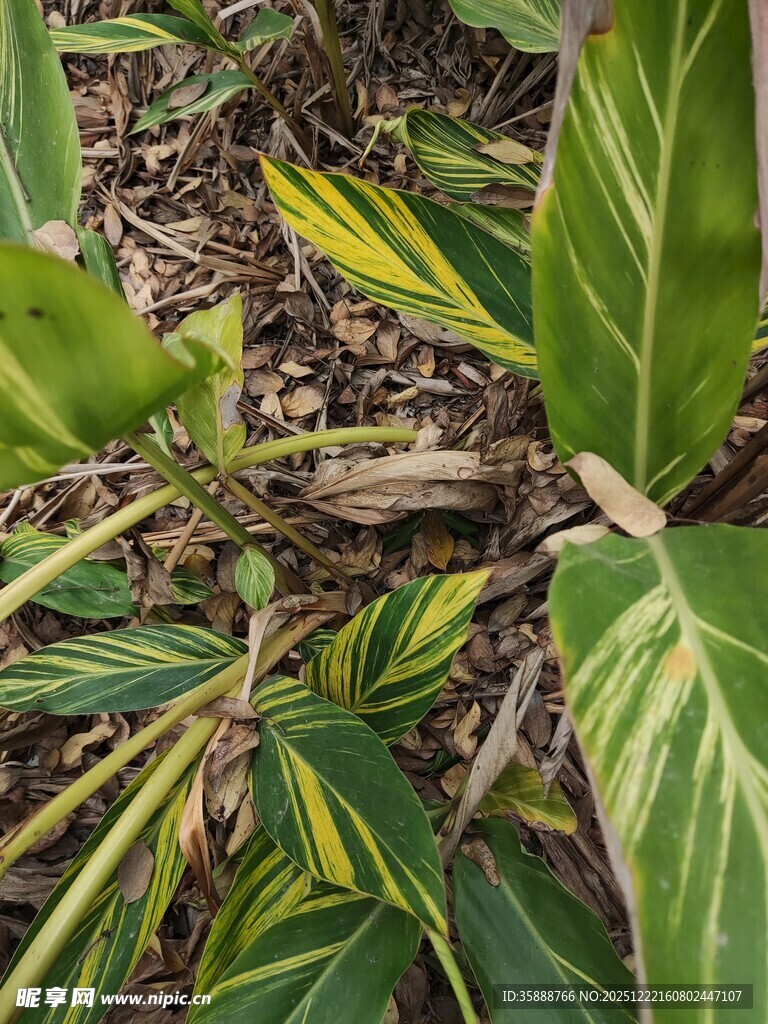 斑斓条纹叶片植物特写