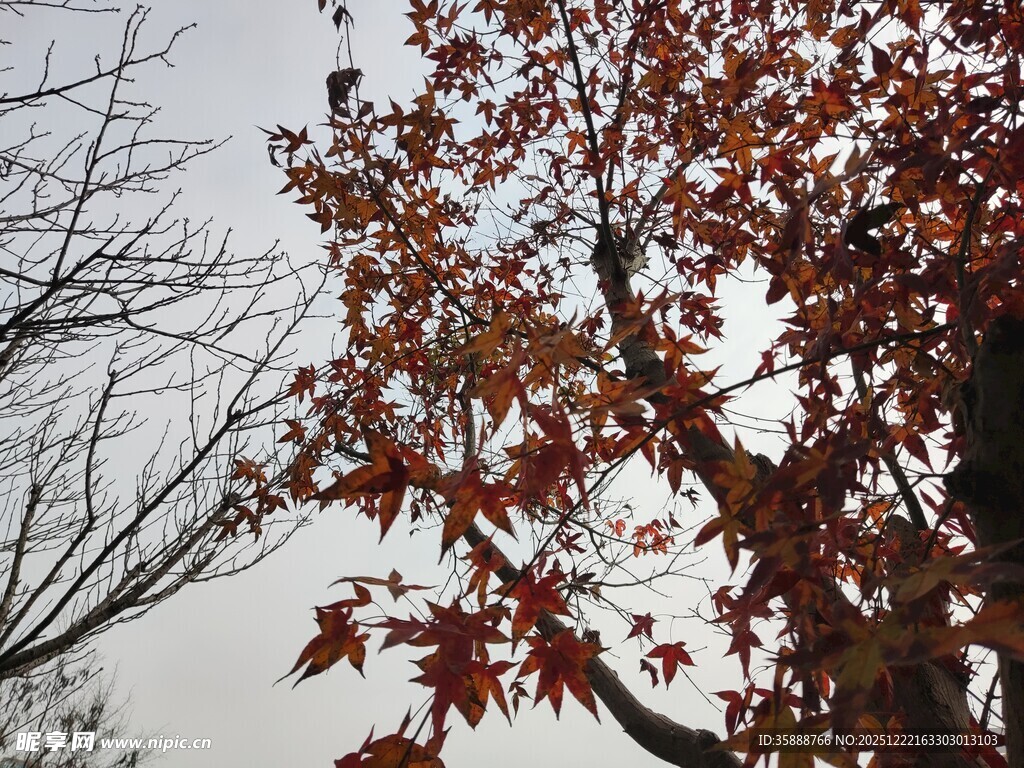 秋日红枫树枝特写