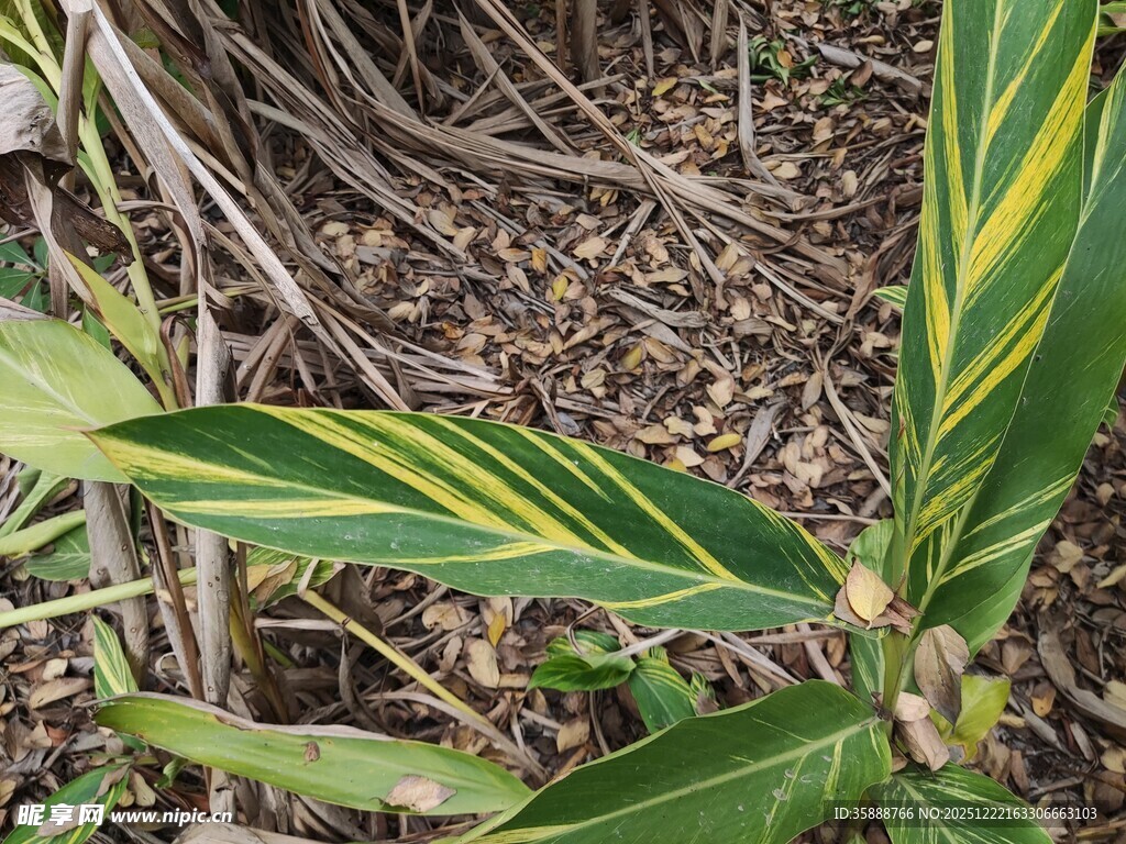 黄绿条纹叶片的植物