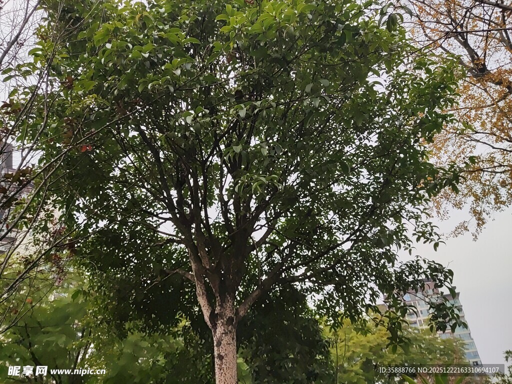 高大葱郁的树木