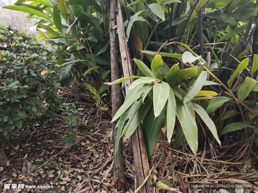 翠绿植物于自然环境中