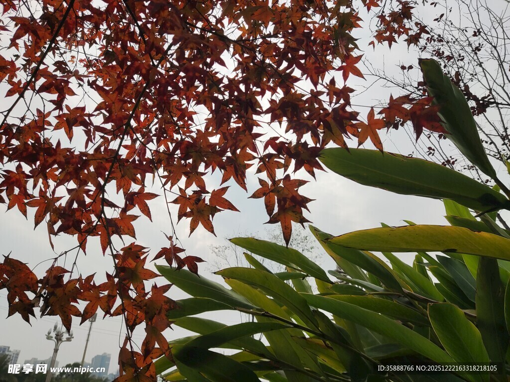 红叶与绿叶相映成趣