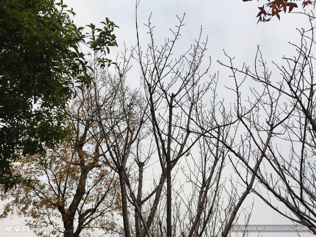 冬日枯树与绿叶景象