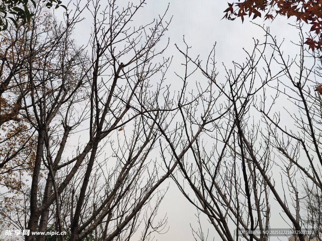 冬日枯树枝干景象