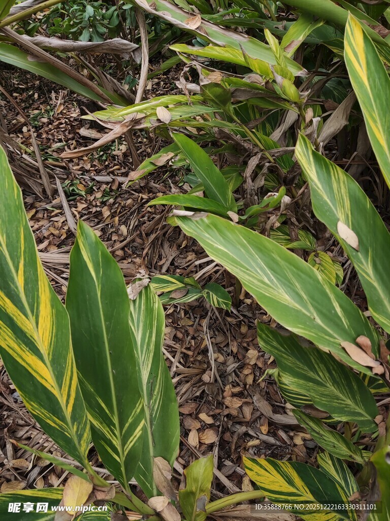 黄绿相间的植物叶片特写