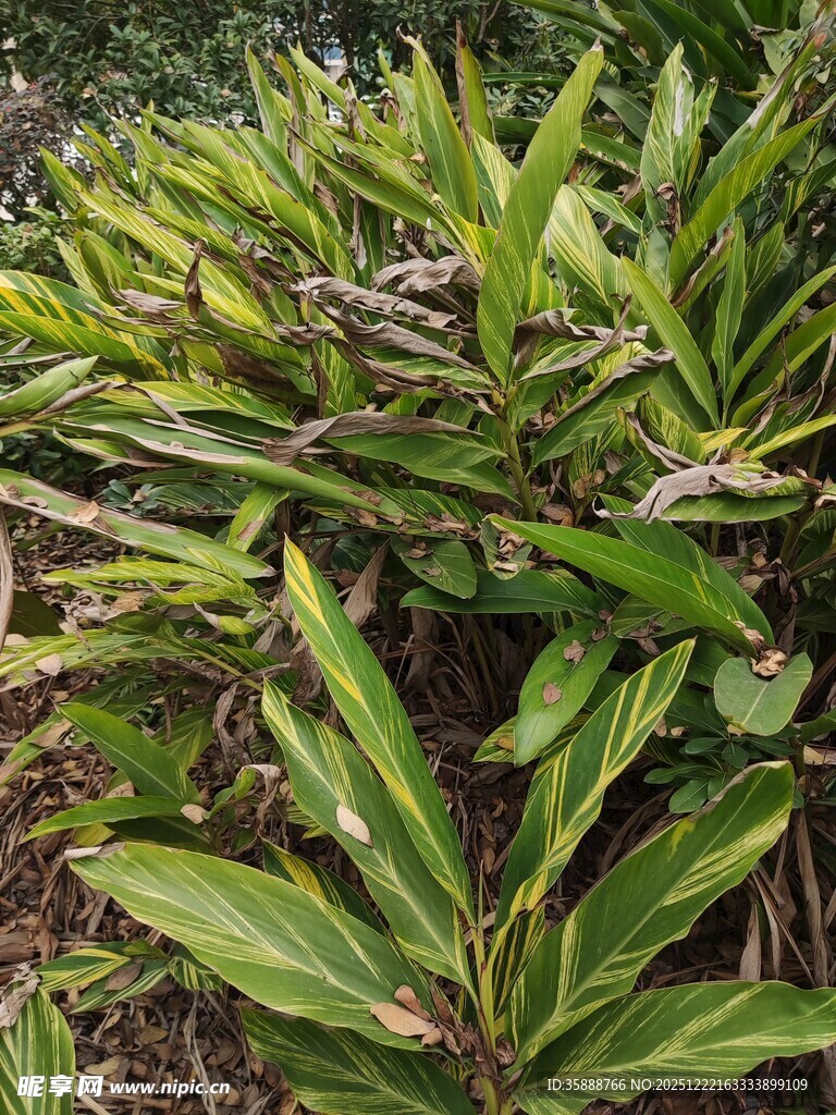 翠绿繁茂的热带植物景观