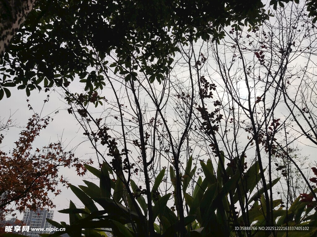 树林间的天空与繁茂枝叶