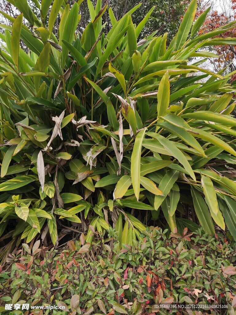 翠绿繁茂的热带植物景观