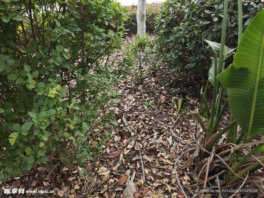 林间枯叶覆盖的植物小径