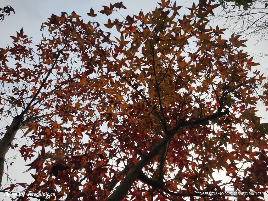 秋日红叶满树的美丽景象