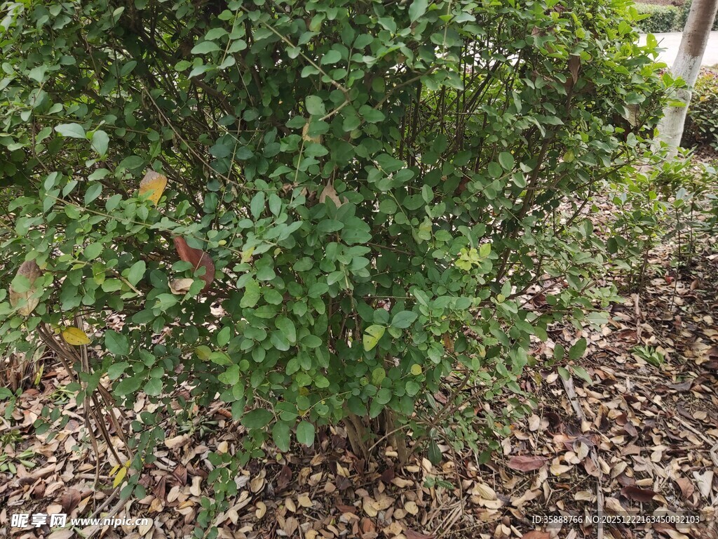 绿叶繁茂的灌木丛