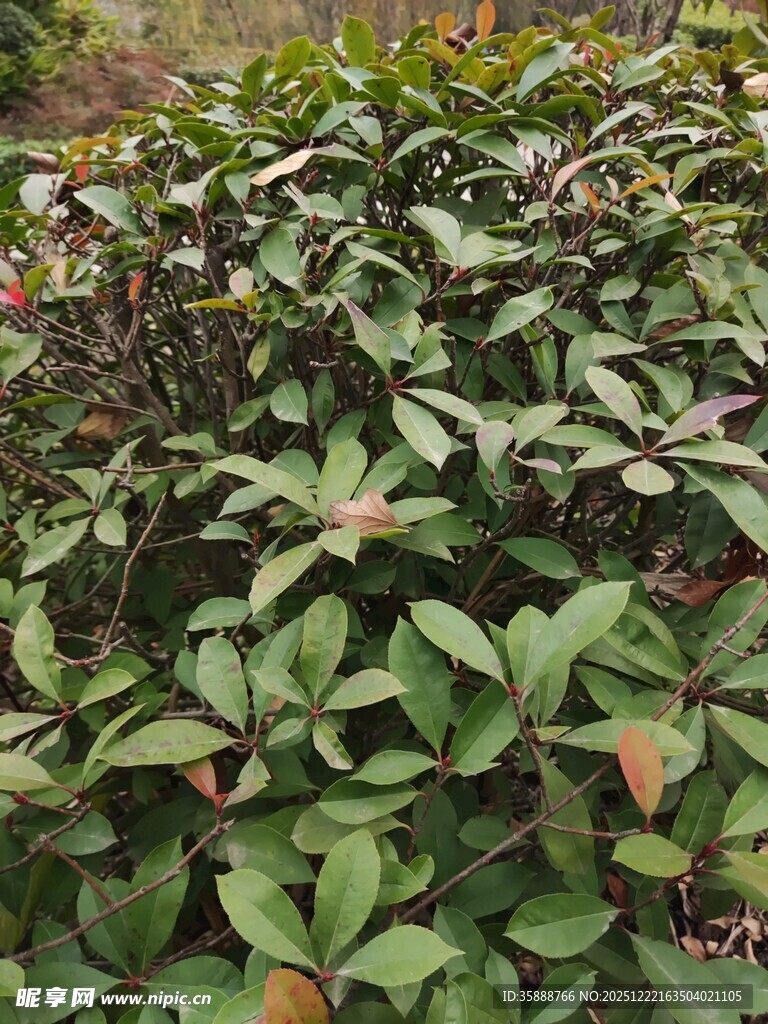 绿叶繁茂的植物景观