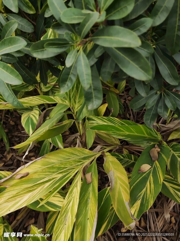 黄绿相间叶片的植物特写