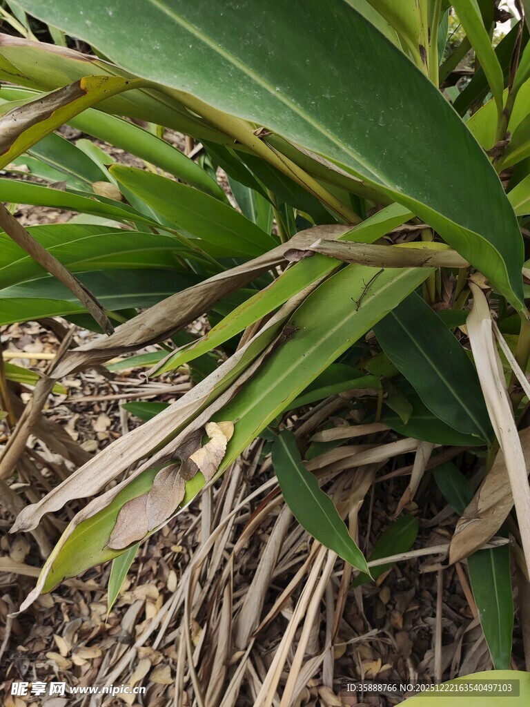 枯黄与翠绿交织的植物