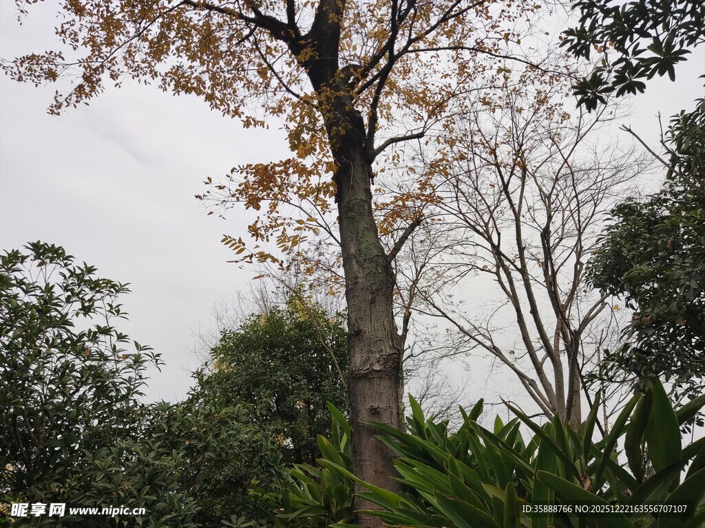 高大树木与周边绿植景象