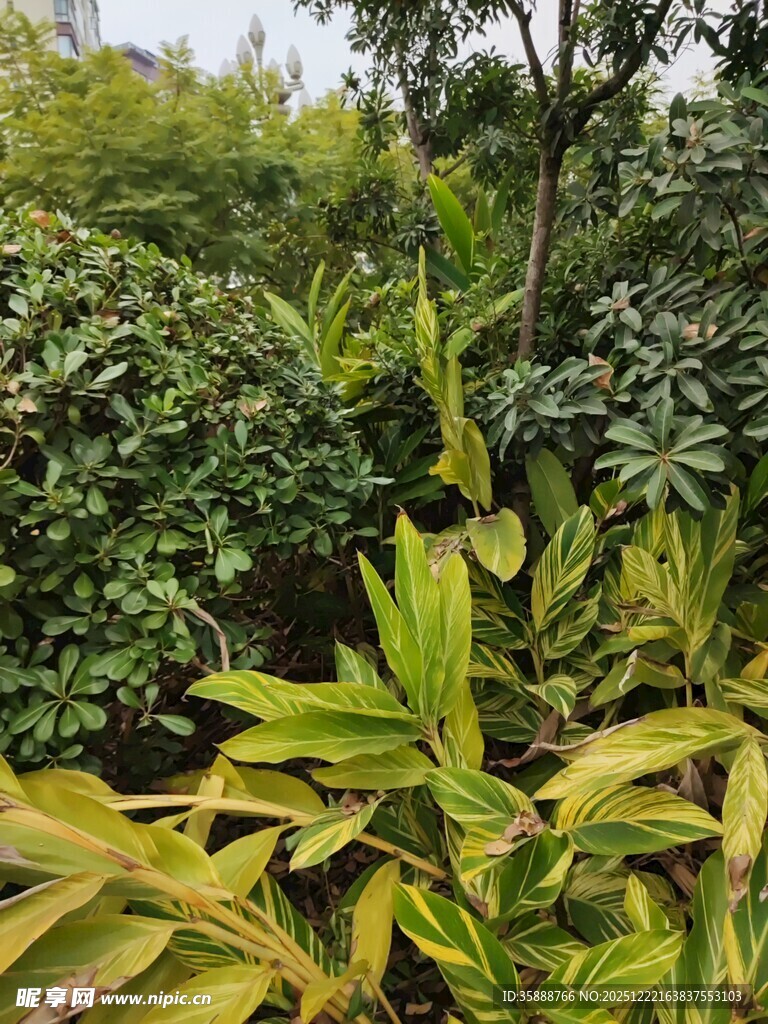 繁茂绿植景观