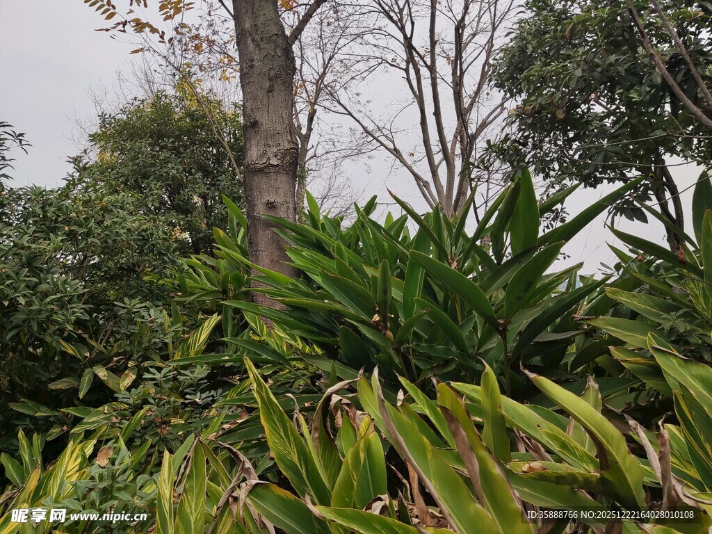 繁茂绿植中的挺拔树木