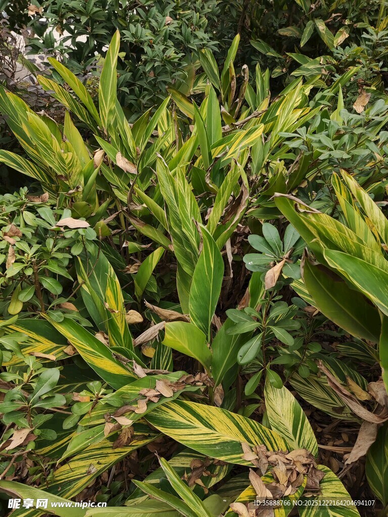 翠绿斑斓的热带植物