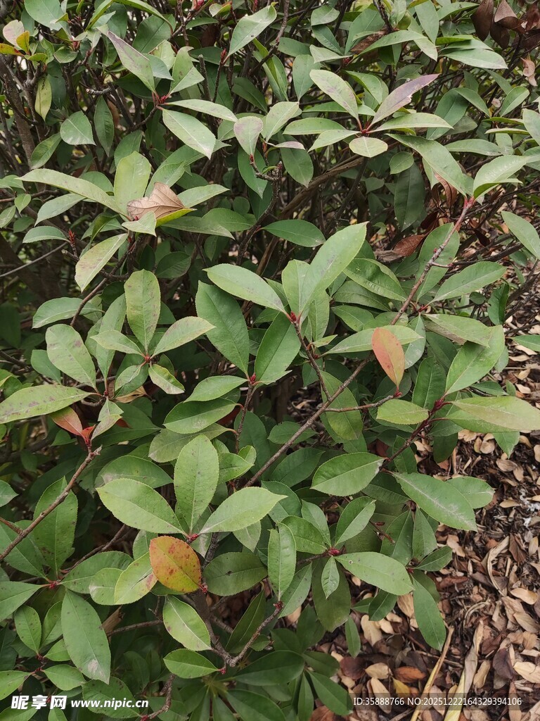 绿叶间的多彩植物景观
