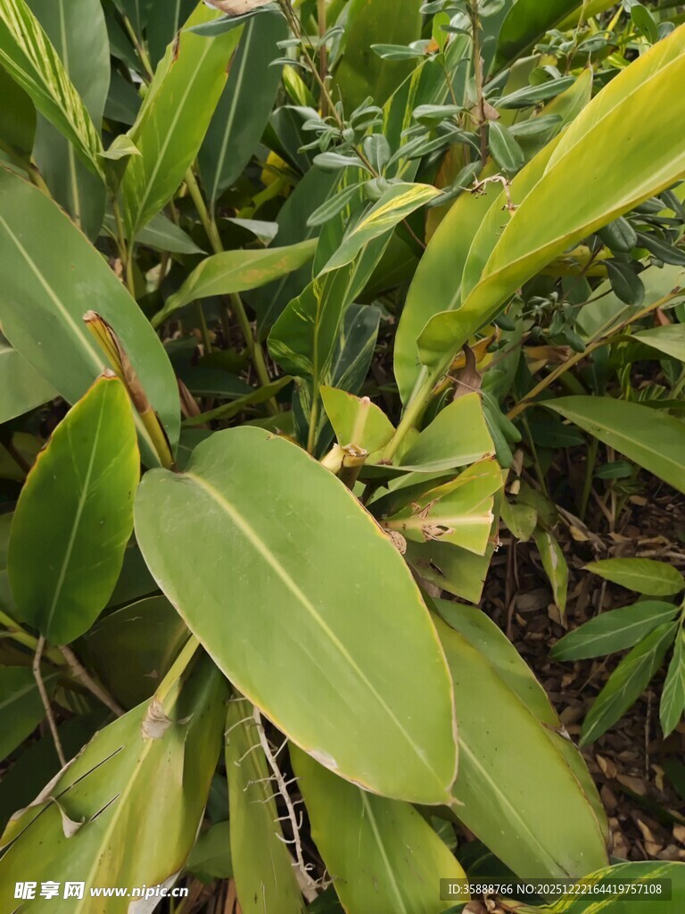 翠绿叶片的植物特写