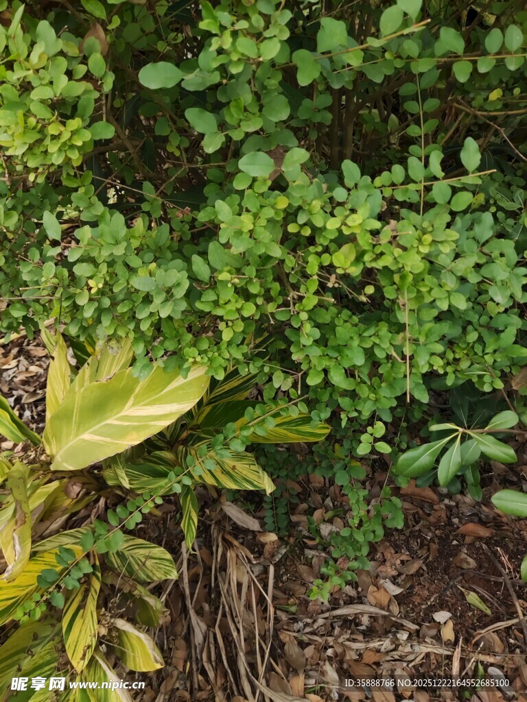 绿叶繁茂的植物景观