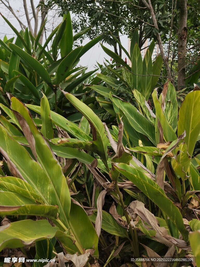 翠绿繁茂的热带植物景观