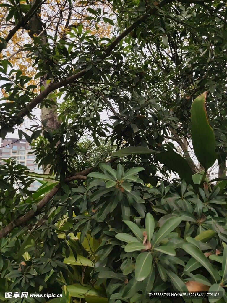 繁茂绿植自然绿意景象