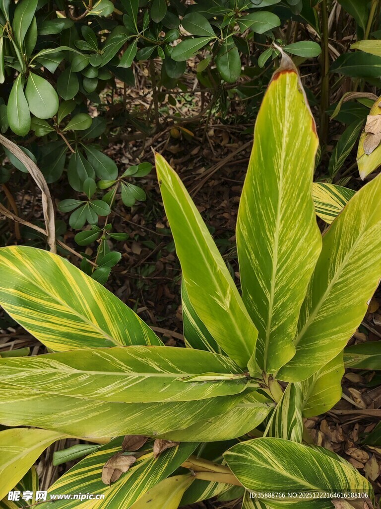 翠绿斑斓的奇特叶片植物