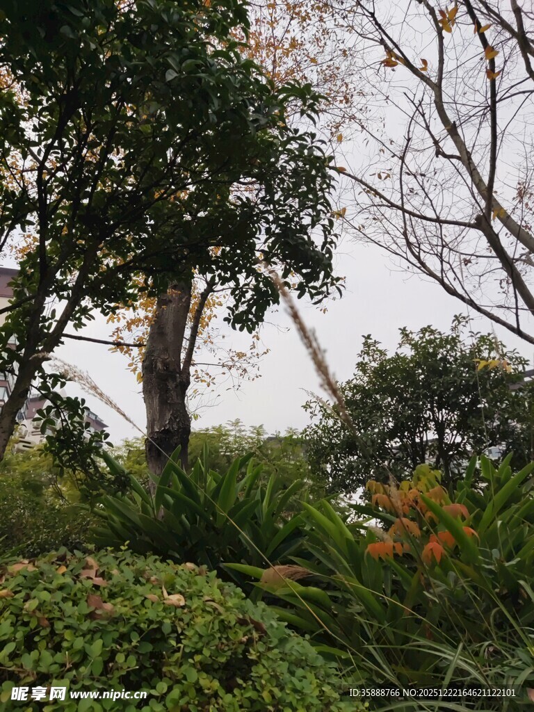 绿意盎然的自然树木景观