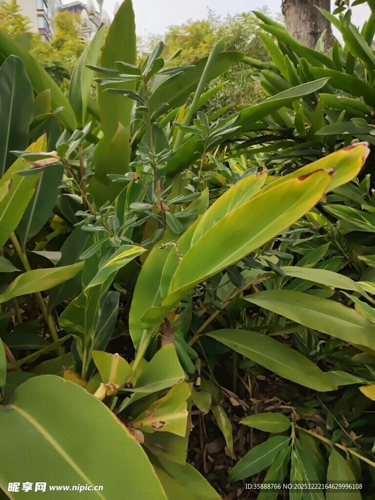 翠绿繁茂的热带植物景观