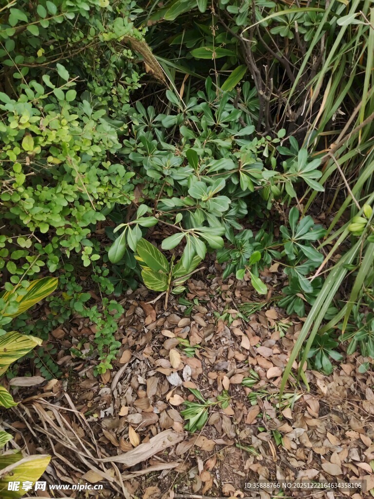 繁茂绿植覆盖的自然角落