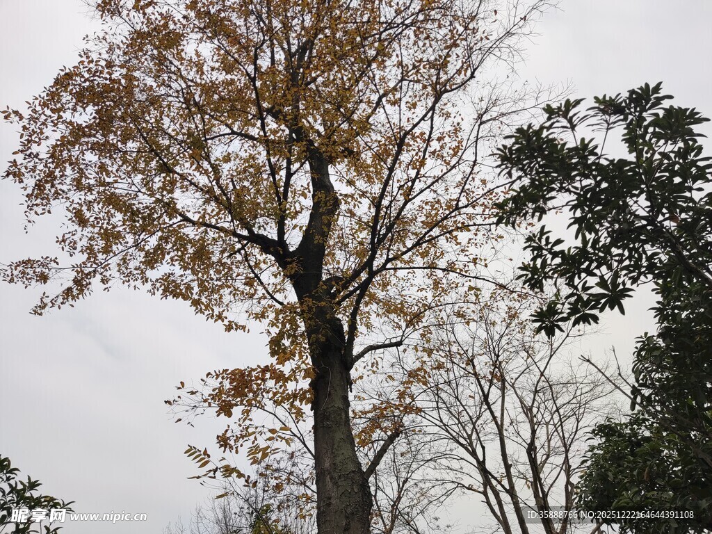 秋日树林中的挺拔树木