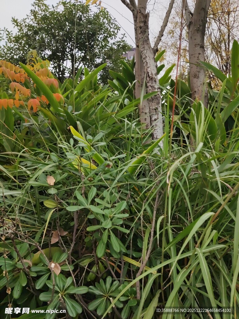 繁茂绿植景观