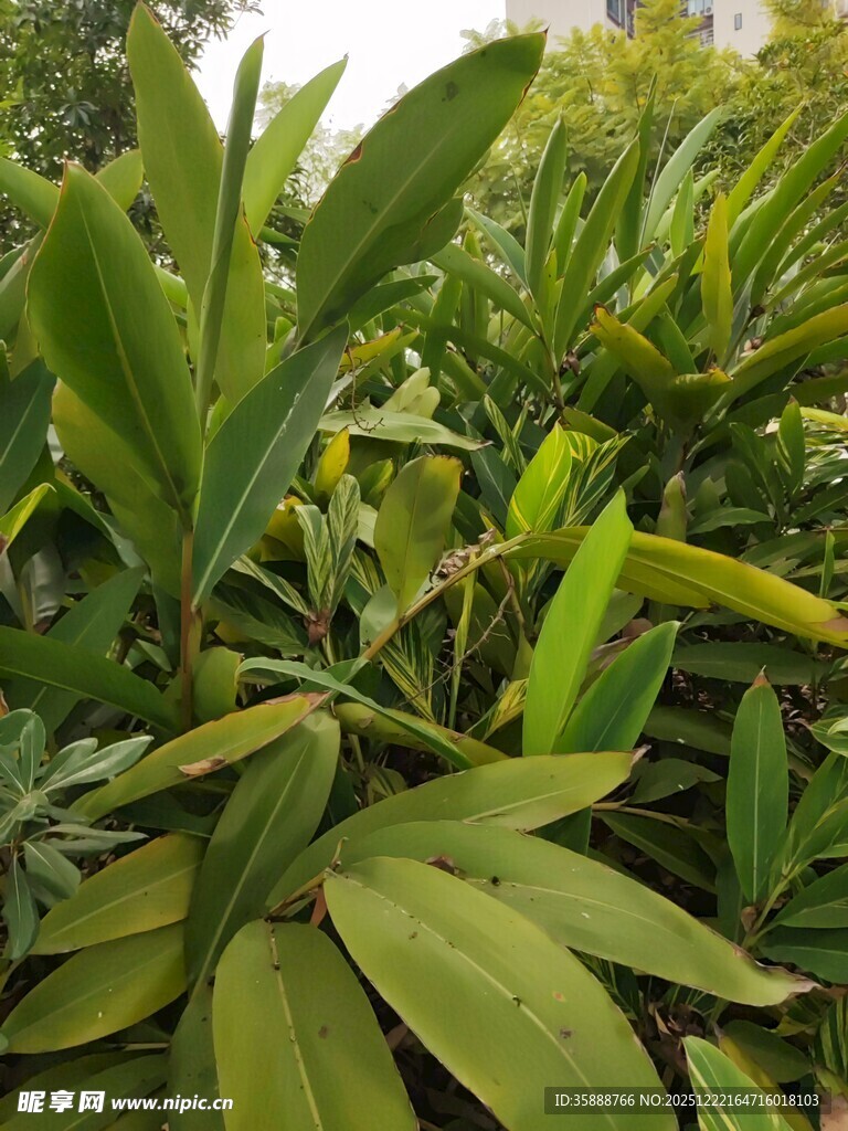 绿叶丛生的植物景观